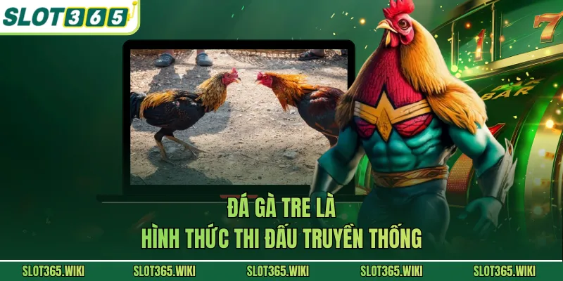 Đá gà tre là hình thức thi đấu truyền thống